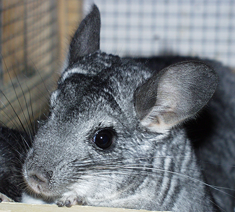 Chinchilla