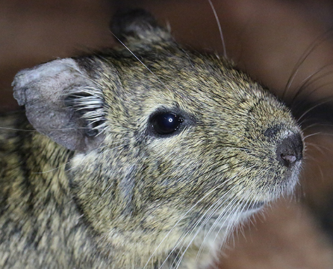 Degu