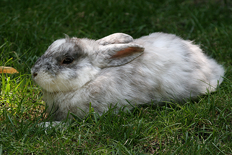 Kaninchen