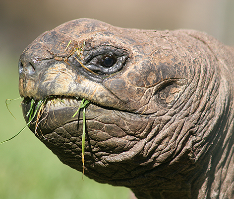 Schildkröte