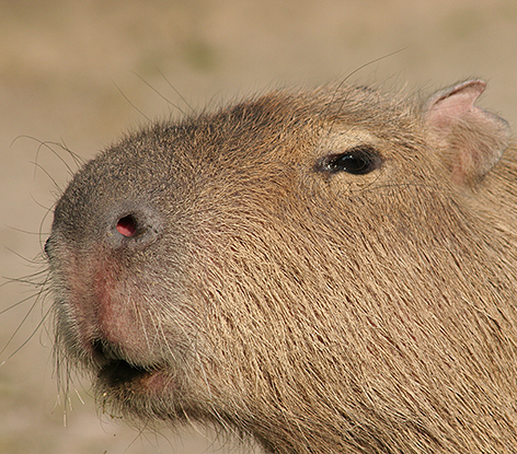 Wasserschwein